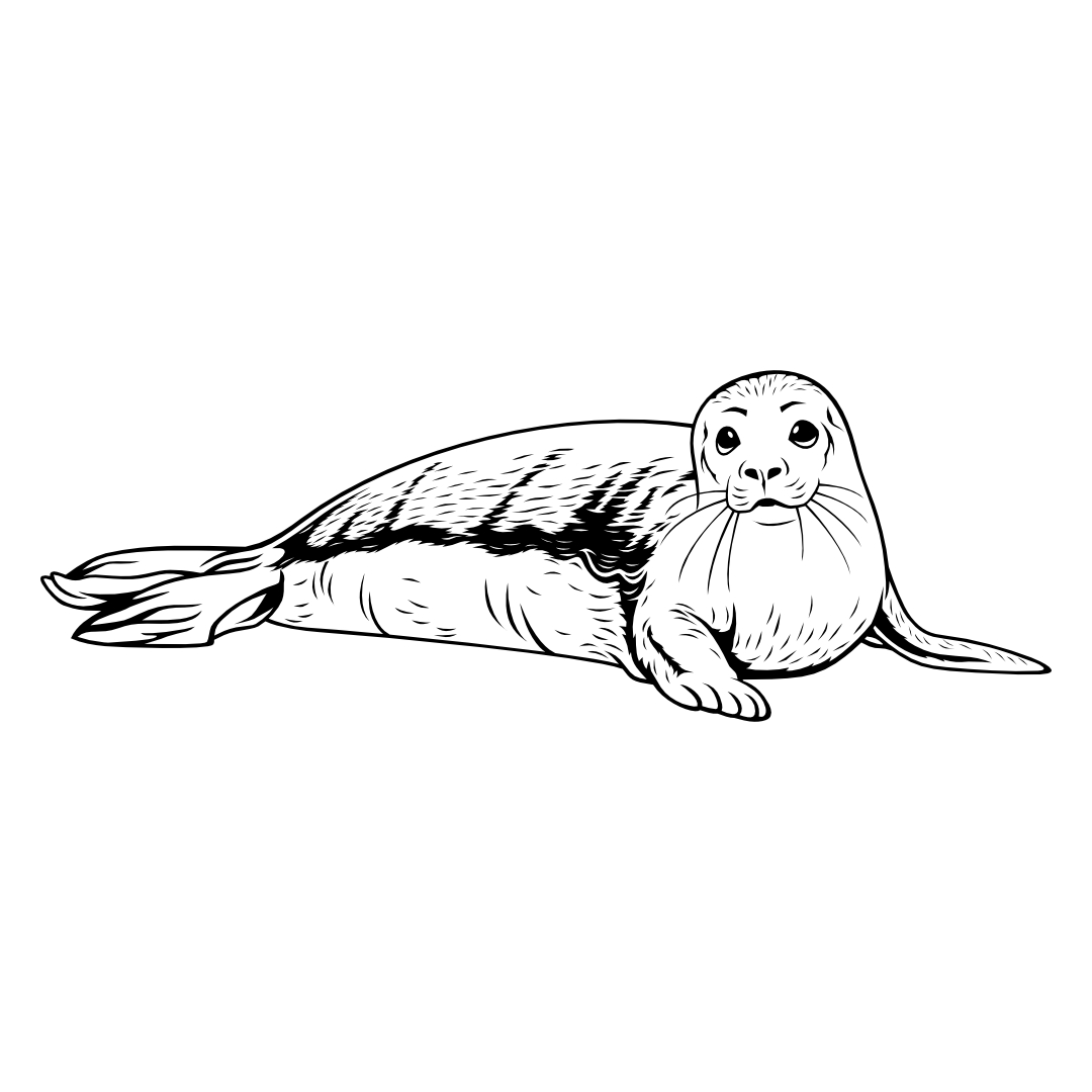 Seehund – SVG | DXF | EPS | PNG | PDF