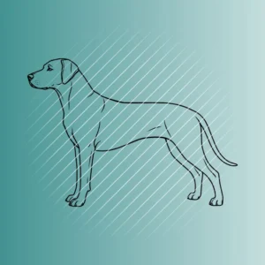 Rhodesian Ridgeback | Plotterdatei SVG & PNG